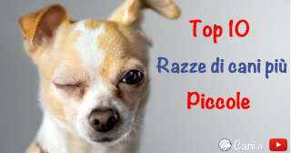 Top 10 delle razze di cani più piccole