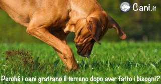 Perché i cani grattano il terreno dopo aver fatto i bisogni?