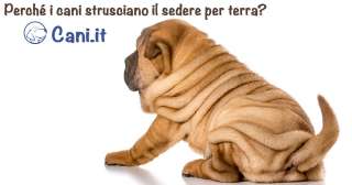 Perché i cani strusciano il sedere per terra?