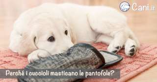 Perché i cuccioli masticano le pantofole?