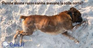 Dossier sulla coda tagliata ai cani