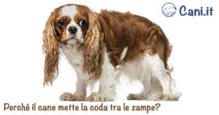 Perché il cane mette la coda tra le zampe?