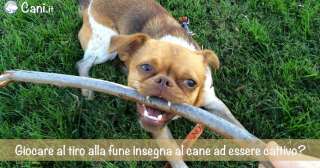 Giocare al tiro alla fune insegna al cane a essere cattivo?