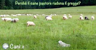 Perché il cane pastore raduna il gregge?