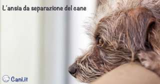 Ansia da separazione del cane