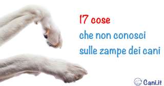 17 cose che non conosci sulle zampe dei cani