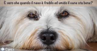 Se il naso è freddo ed umido, il cane sta bene?