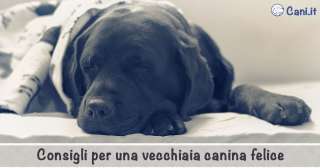 Cane anziano: come accudirlo