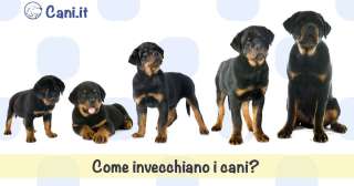 Come invecchiano i cani