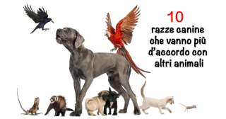 10 razze canine che vanno più d’accordo con altri animali