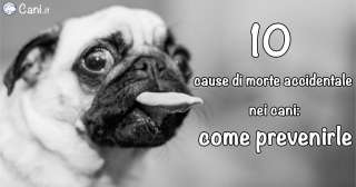 10 cause di morte accidentale nei cani: come prevenirle