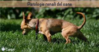 Patologie renali del cane