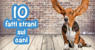 10 fatti strani sui cani