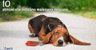 10 sintomi che indicano malessere nel cane