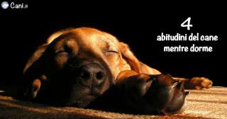 4 abitudini del cane mentre dorme