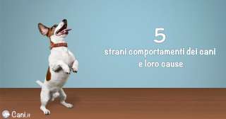 5 strani comportamenti dei cani e loro cause