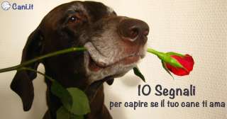 10 segnali per capire se il tuo cane ti ama