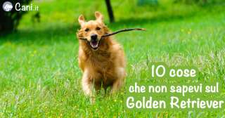 9 cose che non sapevi sul Golden Retriever