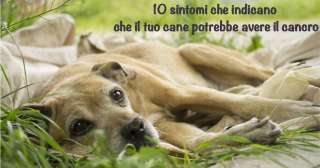 10 sintomi che indicano che il tuo cane potrebbe avere il cancro