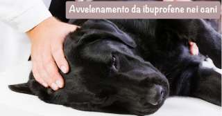 Avvelenamento da ibuprofene nei cani