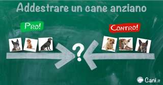 Addestrare un cane anziano: i pro e i contro