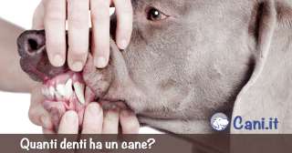 Quanti denti ha un cane?