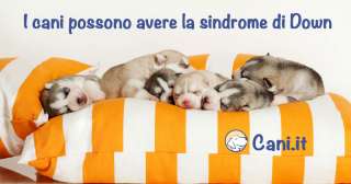 I cani possono avere la sindrome di Down