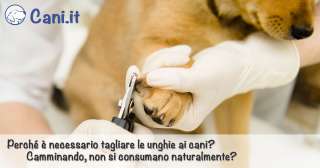 Perché è necessario tagliare le unghie ai cani?