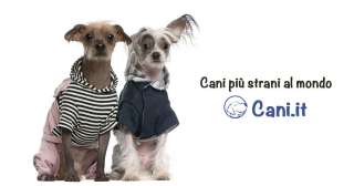 Cani più strani al mondo