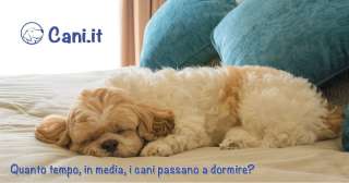 Quanto tempo, in media, i cani passano a dormire?