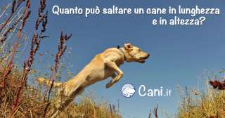 Quanto può saltare un cane in lunghezza e in altezza?