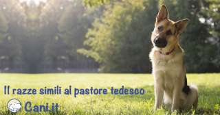 10 razze simili al Pastore Tedesco