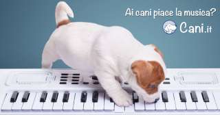 Ai cani piace la musica?