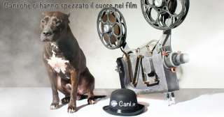 Cani che ci hanno spezzato il cuore nei film