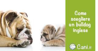 Come scegliere un Bulldog inglese