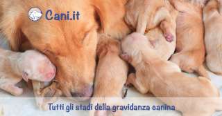 Tutti gli stadi della gravidanza canina