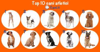 Top 10 cani atletici