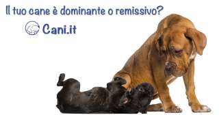 Il tuo cane è dominante o remissivo?