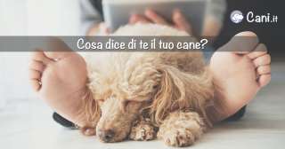 Cosa dice di te il tuo cane?