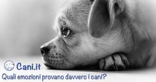 Quali emozioni provano davvero i cani?