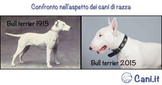 Confronto nell'aspetto dei cani di razza nel 1915 e nel 2015