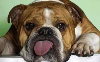 Dermatite atopica nel Bulldog