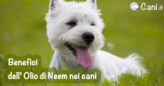 I benefici dell’ Olio di Neem nei cani