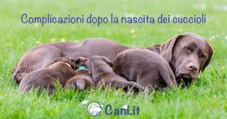 Gravidanza canina: complicazioni dopo la nascita dei cuccioli