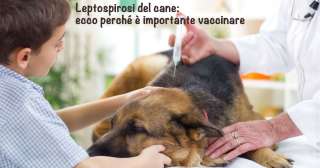 Leptospirosi del cane: ecco perché è importante vaccinare