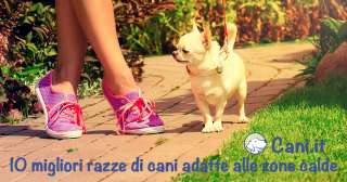 10 migliori razze di cani adatte alle zone calde