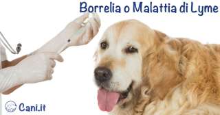 Borrelia o Malattia di Lyme