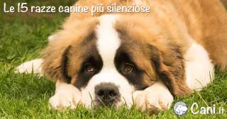 Le 15 razze canine più silenziose