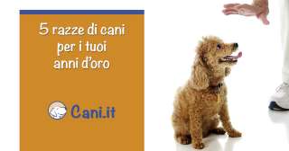 5 razze di cani per i tuoi anni d’oro