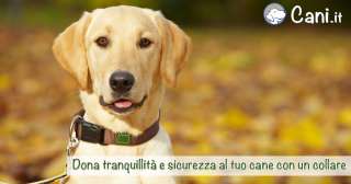 Dona tranquillità e sicurezza al tuo cane con un collare